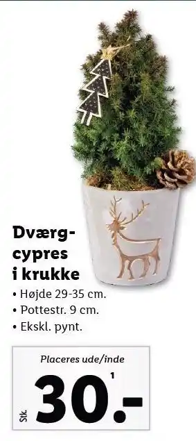 Lidl Dværgcypres i krukke tilbud