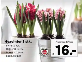 Lidl Hyacinter 3 stk tilbud