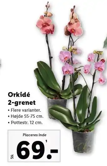 Lidl Orkidé 2-grenet tilbud