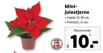 Lidl Minijulestjerne tilbud