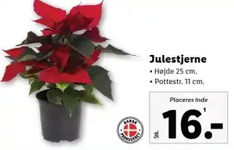 Lidl Julestjerne tilbud