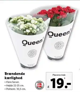 Lidl Brændende kærlighed tilbud