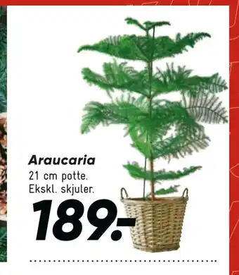 Bilka Araucaria tilbud