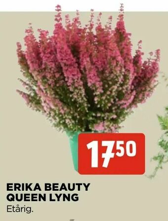 Erika beauty queen lyng