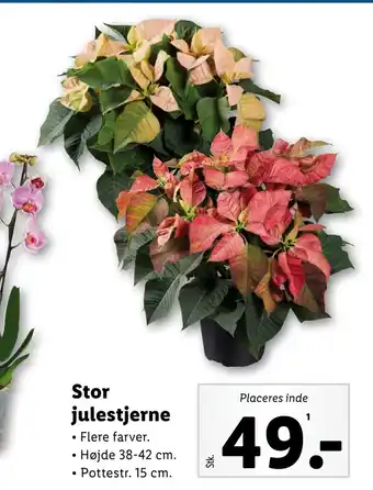 Lidl Stor julestjerne tilbud