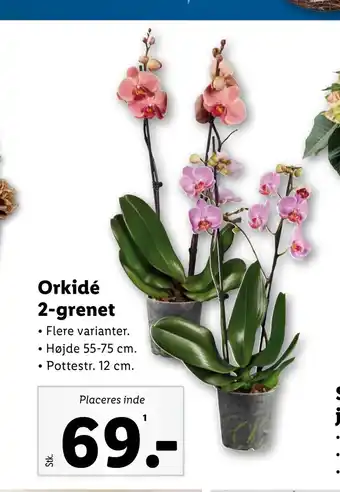 Lidl Orkidé 2-grenet tilbud