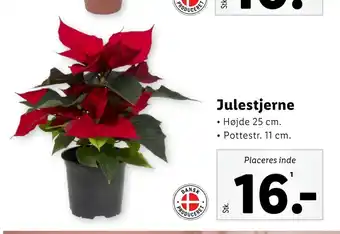 Julestjerne