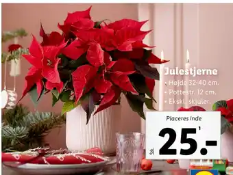 Lidl Julestjerne tilbud