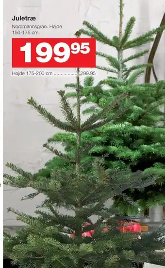 Bauhaus Juletræ Nordmannsgran. Højde 150-175 cm. tilbud