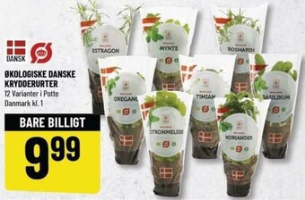 Løvbjerg Økologiske Danske Krydderurter tilbud