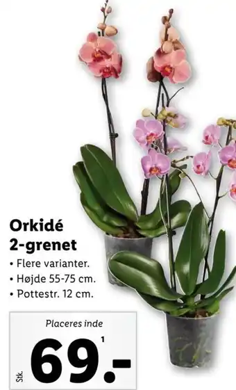 Lidl Orkidé 2-grenet tilbud