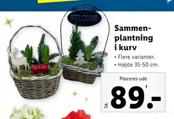 Lidl Sammen plantning i kurv tilbud