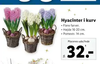 Hyacinter i kurv