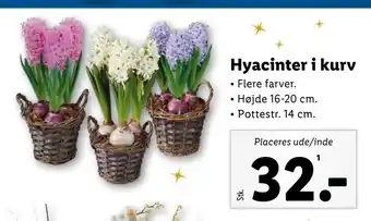 Lidl Hyacinter i kurv tilbud