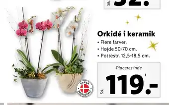 Lidl Orkidé i keramik tilbud