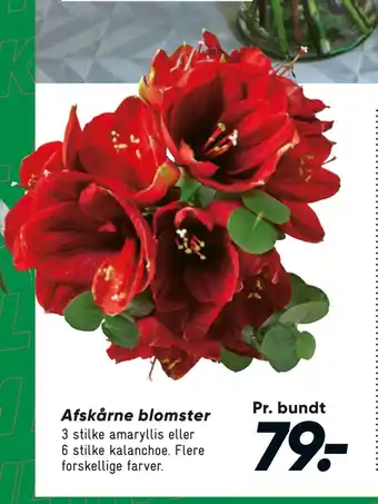 Bilka Afskårne blomster tilbud