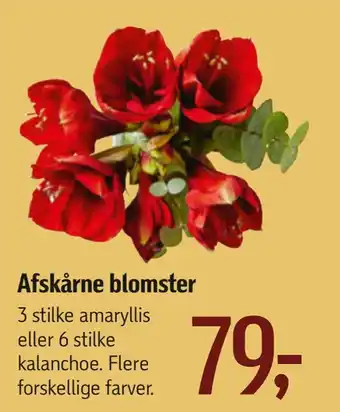 Føtex Afskårne blomster tilbud