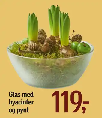Glas med hyacinter og pynt