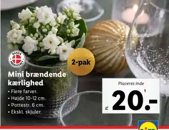 Lidl Mini brændende kærlighed tilbud