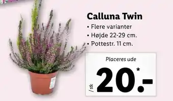 Calluna Twin
