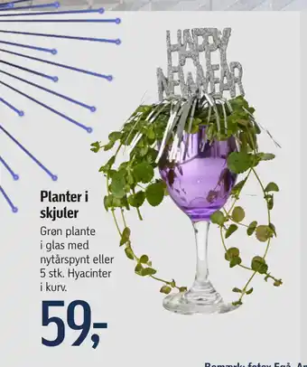 Føtex Planter i skjuler tilbud