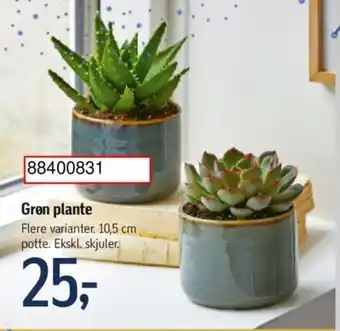 Føtex Grøn plante tilbud