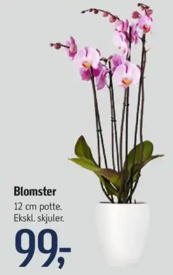 Føtex Blomster tilbud