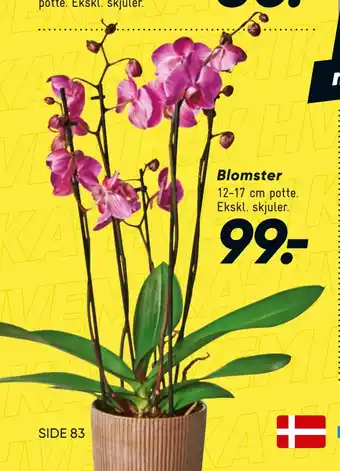 Bilka Blomster tilbud