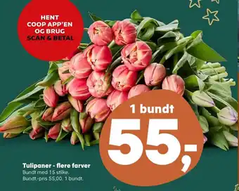 Tulipaner - flere farver