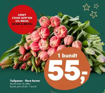 SuperBrugsen Tulipaner - flere farver tilbud
