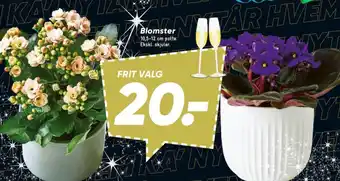 Bilka Blomster tilbud
