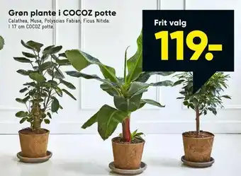 Bilka Grøn plante i COCOZ potte tilbud