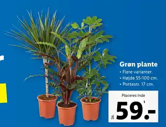 Grøn plante