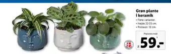 Lidl Grøn plante i keramik tilbud
