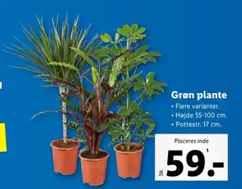 Lidl Grøn plante tilbud