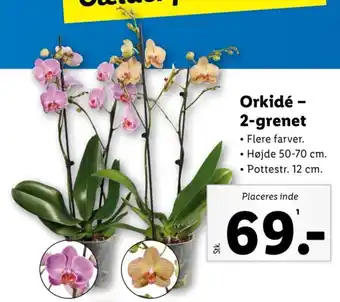 Lidl Orkidé - 2-grenet tilbud