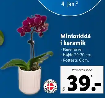 Lidl Miniorkidé i keramik tilbud