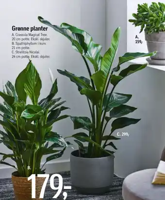 Føtex Grønne planter tilbud