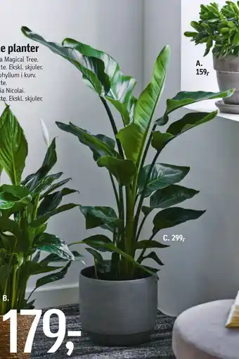 Føtex Grønne planter tilbud