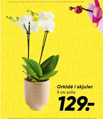 Bilka Orkidé i skjuler tilbud