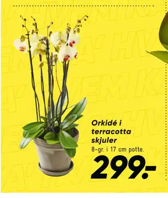 Bilka Orkidé i terracotta skjuler tilbud