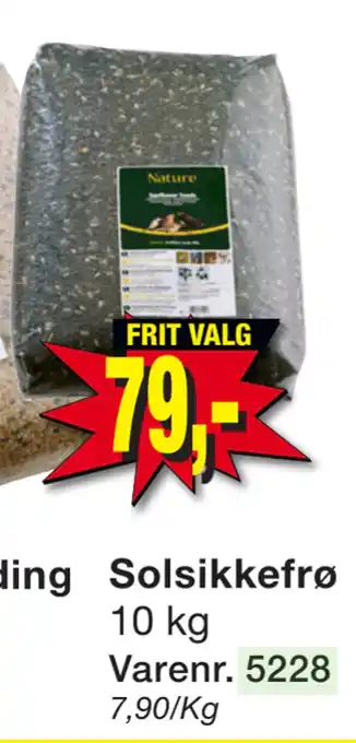 Solsikkefrø