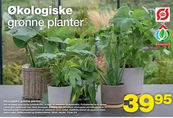 Bauhaus Økologiske grønne planter tilbud