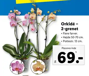 Lidl Orkidé – 2-grenet tilbud