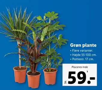 Lidl Grøn plante tilbud
