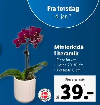 Lidl Miniorkidé i keramik tilbud