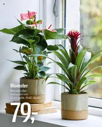 Føtex Blomster tilbud