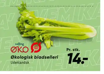 Økologisk bladselleri