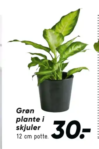 Bilka Grøn plante i skjuler tilbud