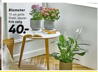 Bilka Blomster tilbud